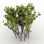 Hawthorn