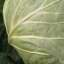 Cabbage