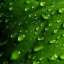 Drops