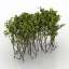 Hawthorn