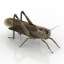 Grasshopper