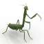 Mantis