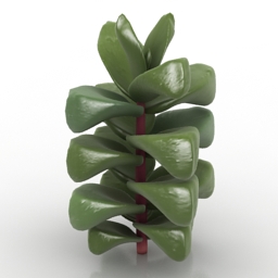 plant crassula cornuta 3D Model Preview #382ea854