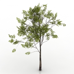 3D Tree preview
