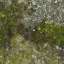 Moss