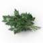 Parsley