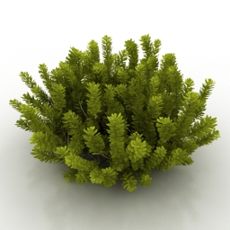 bush carol mackie 3D Model Preview #9813304e