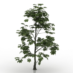 chestnut 3D Model Preview #90194693