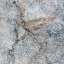 Granite