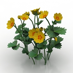 flower potentilla fragiformis 3D Model Preview #642d9727