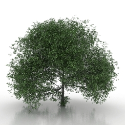 3D Tree preview