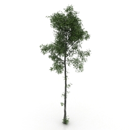 3D Tree preview
