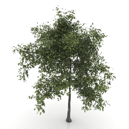 tree 1 3D Model Preview #cced8703