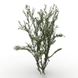 3D Tree preview