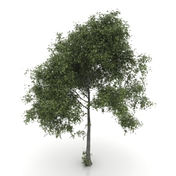 3D Tree preview