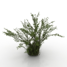 3D Tree preview