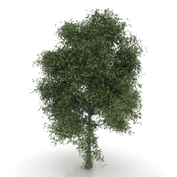 3D Tree preview