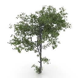 tree 3D Model Preview #a431f478