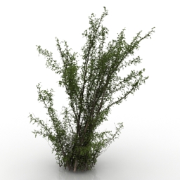 3D Tree preview
