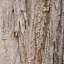 Bark