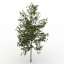 Birch