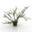 Bush
