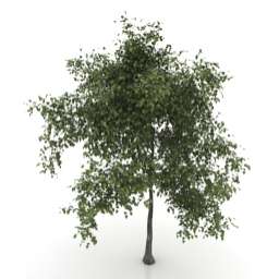 3D Tree preview
