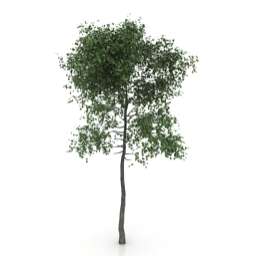 3D Tree preview