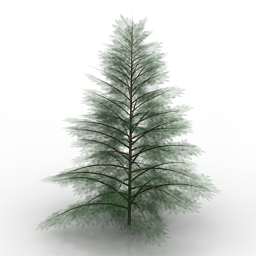 tree picea pungens glauca 3D Model Preview #43694411