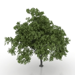 3D Tree preview