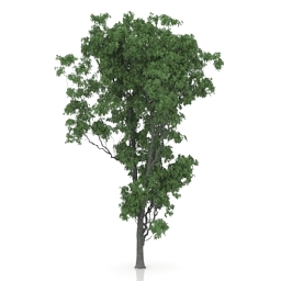 3D Tree preview