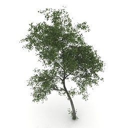 3D Tree preview