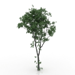 "Trees Elm" - Collection preview