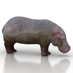 3D Hippo preview