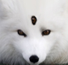 Screaming Fox