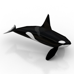 3D Grampus preview