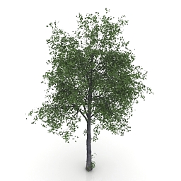 3D Tree preview