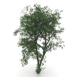 3D Tree preview