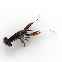 3D Lobster preview