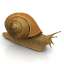 Snail