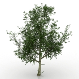 3D Tree preview