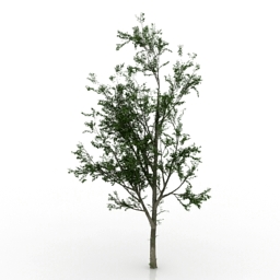 tree poplar 3D Model Preview #ecc704da