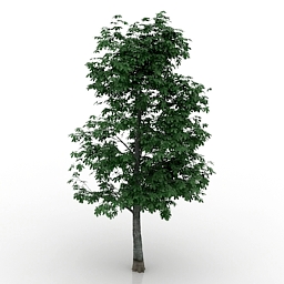 tree chestnut 3D Model Preview #9fb01109