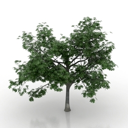 tree chestnut 3D Model Preview #f88596c4