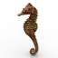 Seahorse