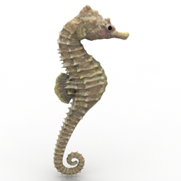 seahorse 3D Model Preview #60d7244e