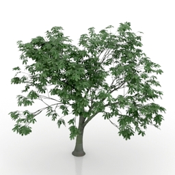 tree chestnut 3 3D Model Preview #c8d93339
