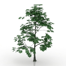tree chestnut 1 3D Model Preview #2896861a