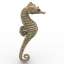 Seahorse