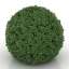 Bush